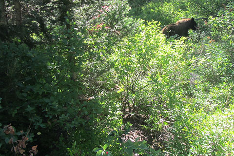 Bear eating near the trail