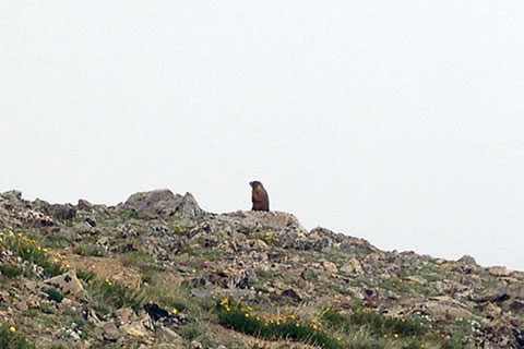 Marmot on lookout