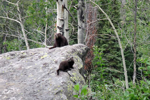 Marmots on a rock near Taggart Lake