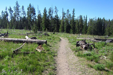 Open area south of South String Lake Trailhead