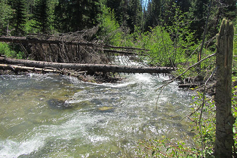 Creek from Death Canyon flowing into Phelps Lake