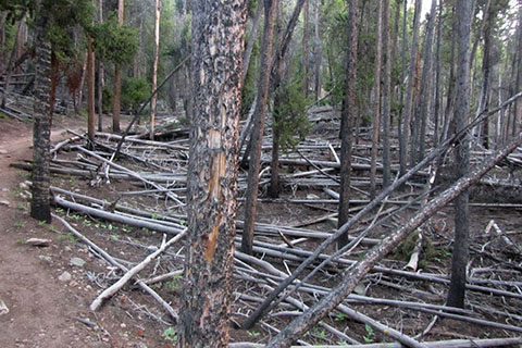 Dead, fallen trees along the side of the trail. 