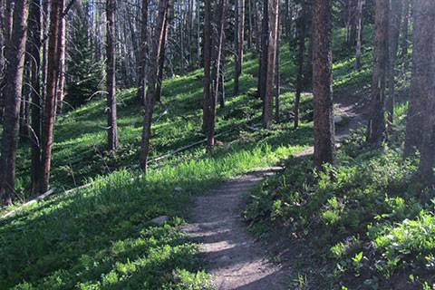 Onahu Creek Trail winding through the trees