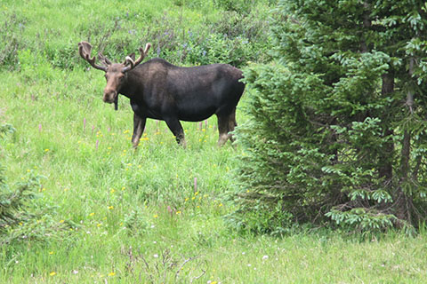 Moose near the Jackstraw campsites