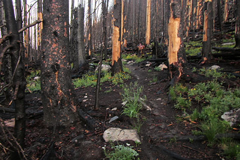 Burn area from the Tonahutu Wildfire '13. Burn scars on standing trees.