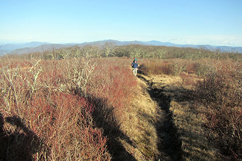 Trail through the grasses of the bald
