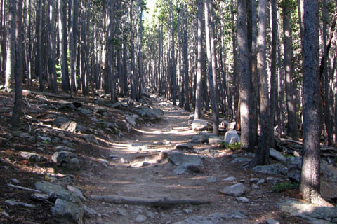 trail as it starts through the woods