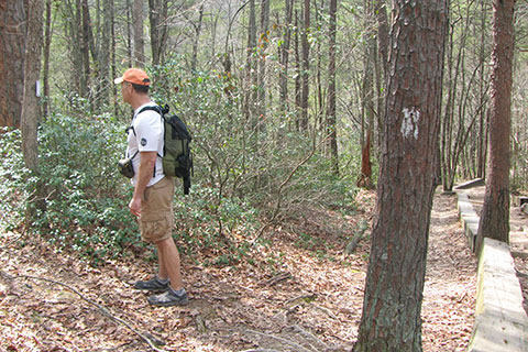 Trail leaving the main trail from Piney Falls parking area