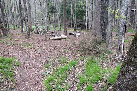 Camping area off the Double Falls Trail