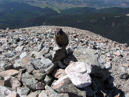 marmot on Lindsey