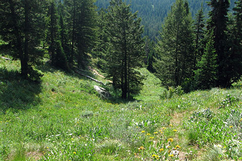 leaving the junction the upper meadows