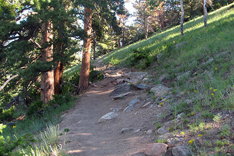 the trail crossing the meadow