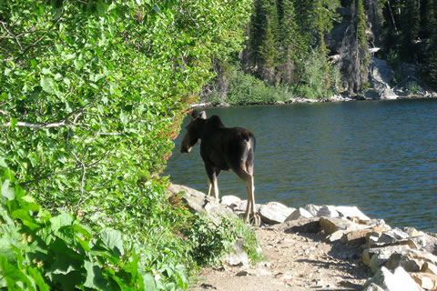 Moose on the Jenny Lake Trail