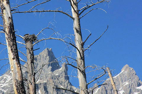 Cathedral Peaks in the view of an Osprey nest