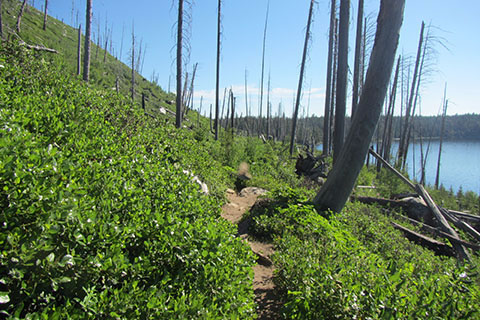 Trail crossing the NW area of Jenny Lake as it passes through the Alder Burn