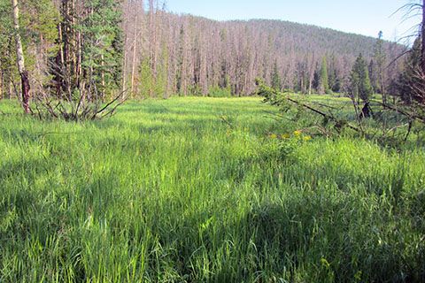 View of a meadow of tall grass