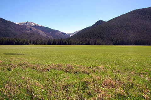 view of the green grass of Big Meadow