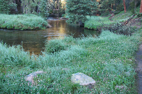 Tonahutu Creek bending through the tall grasses next to the trail
