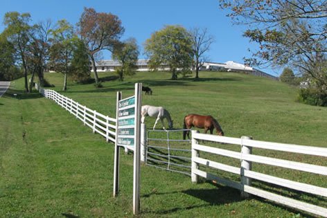 pasture with horses