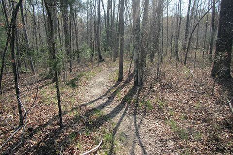 Trail near the trailhead